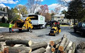Best Hazardous Tree Removal  in Braddock, VA