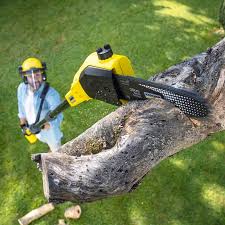 Best Tree and Shrub Care  in Braddock, VA