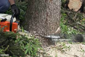 Best Tree Removal  in Braddock, VA