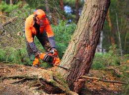 Best Pest Control for Lawns  in Braddock, VA
