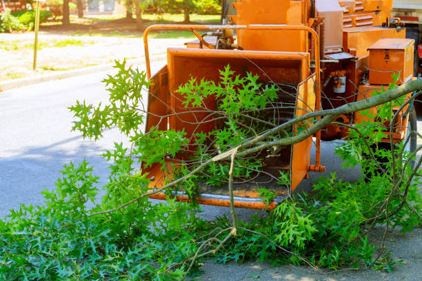  Braddock, VA Tree Services Pros