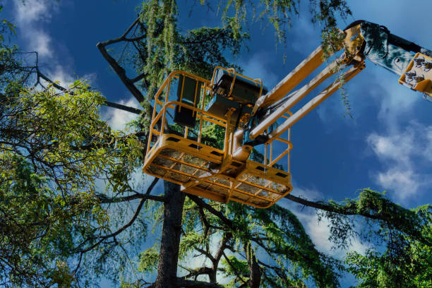 Best Emergency Tree Removal  in Braddock, VA