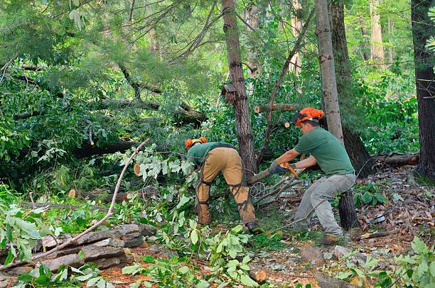Best Landscape Design and Installation  in Braddock, VA