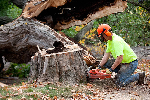 Best Commercial Tree Services  in Braddock, VA