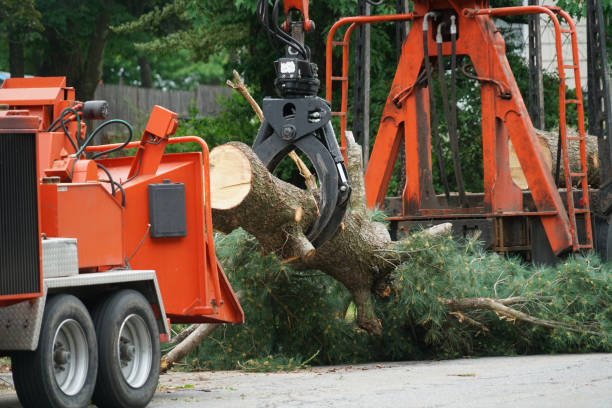 Best Tree Health Inspection  in Braddock, VA