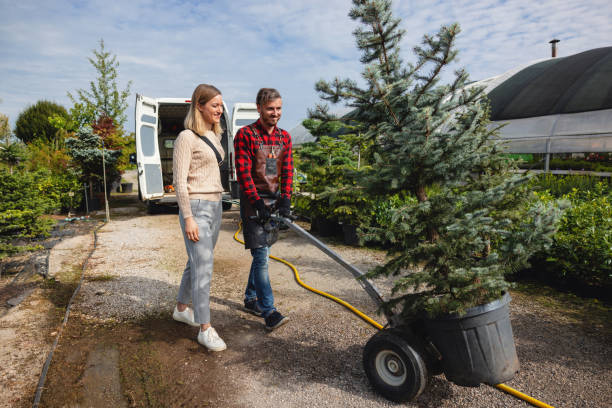 Best Root Management and Removal  in Braddock, VA