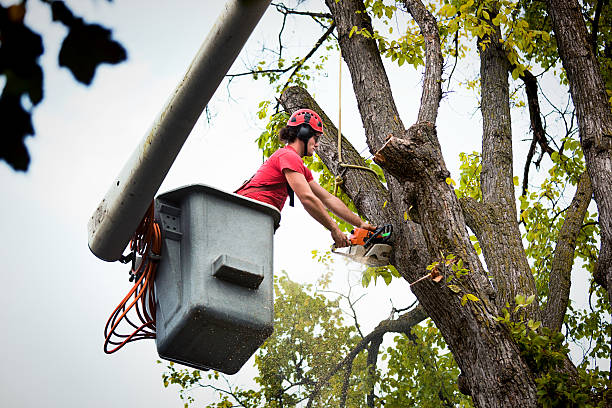 Best Hedge Trimming  in Braddock, VA