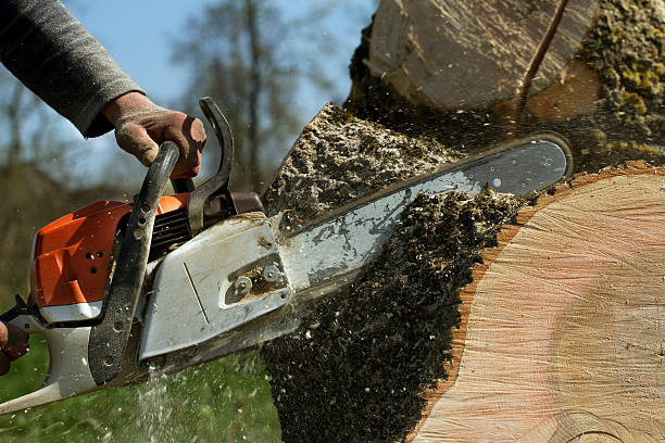 Best Tree Disease Treatment  in Braddock, VA